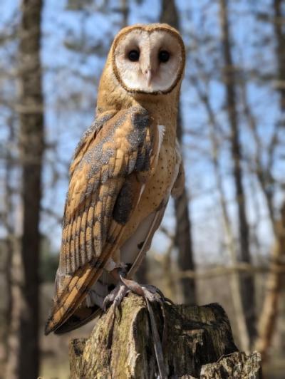 a barn owl