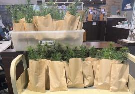White Pine saplings in paper bags at the Pulaski County Public Library