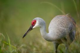 a Sandhill Crane standing low in green grass